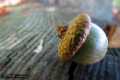 just a squirrel tryin' to get a nut