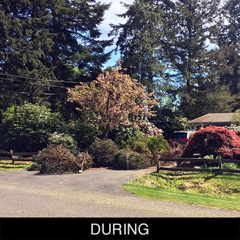 Shrub Removal During