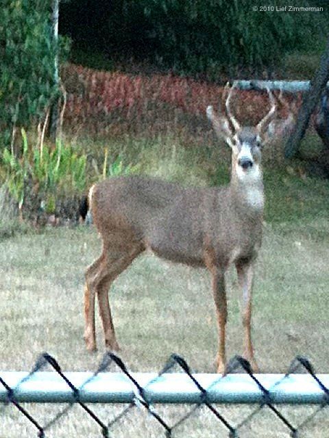 two bits isn't a buck