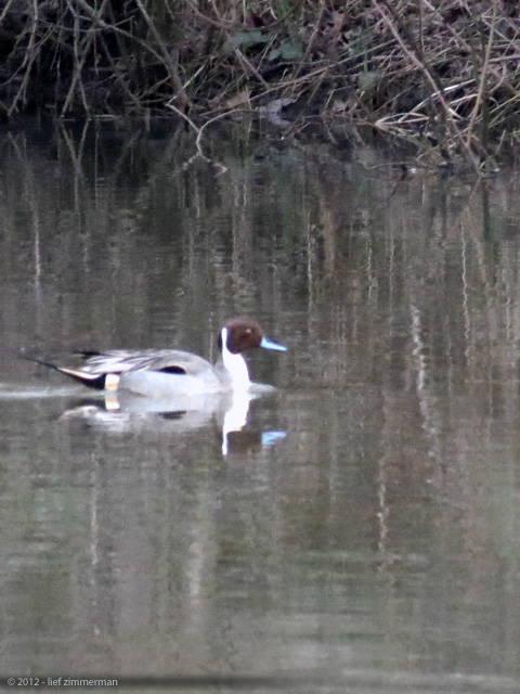 A Northern Pintail