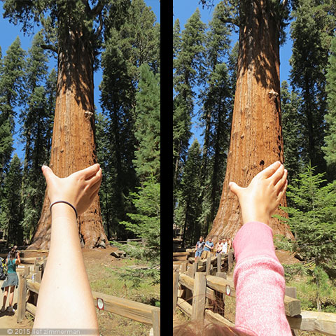 This tree isn't so big.