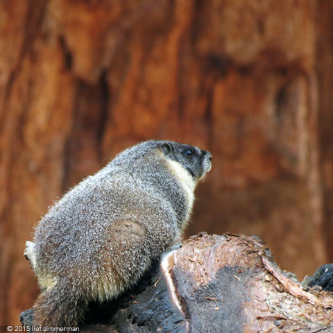 Marmots! in Sequoia Nat'l Forest