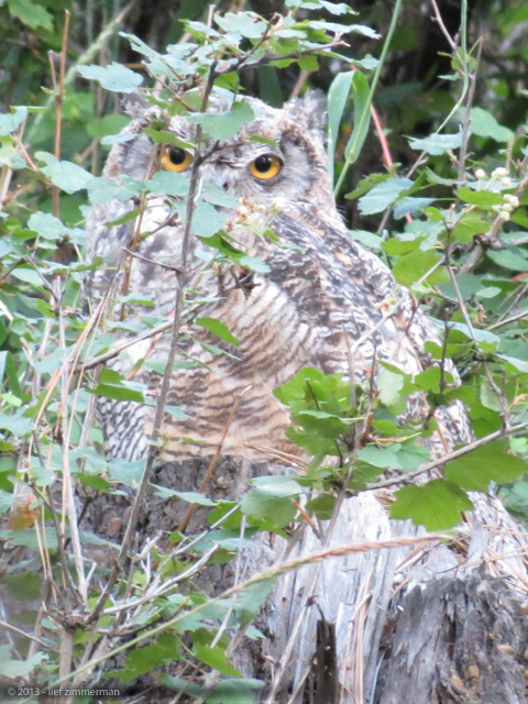 This guy took about 30 minutes to track down