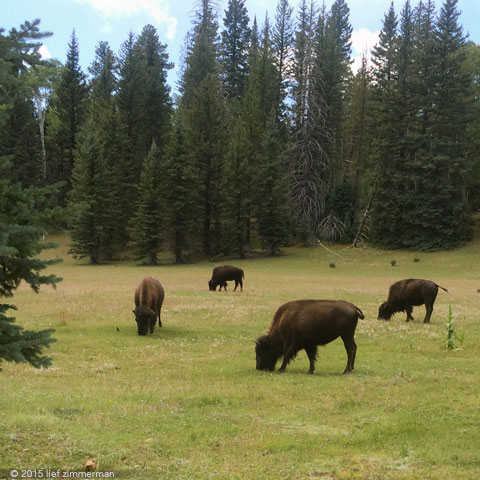 High Meadow Bison