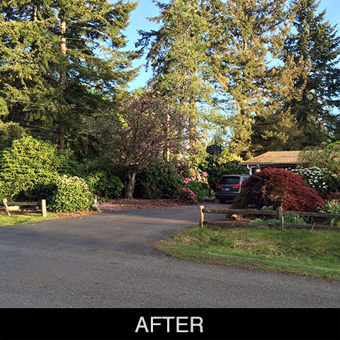 Shrub Removal After