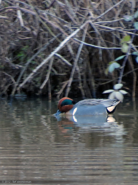 A Wigeon