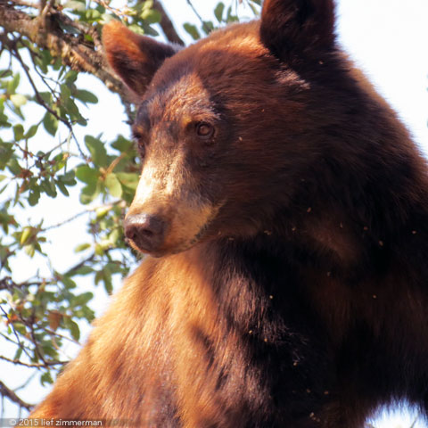 Bears! in Sequoia Nat'l Forest
