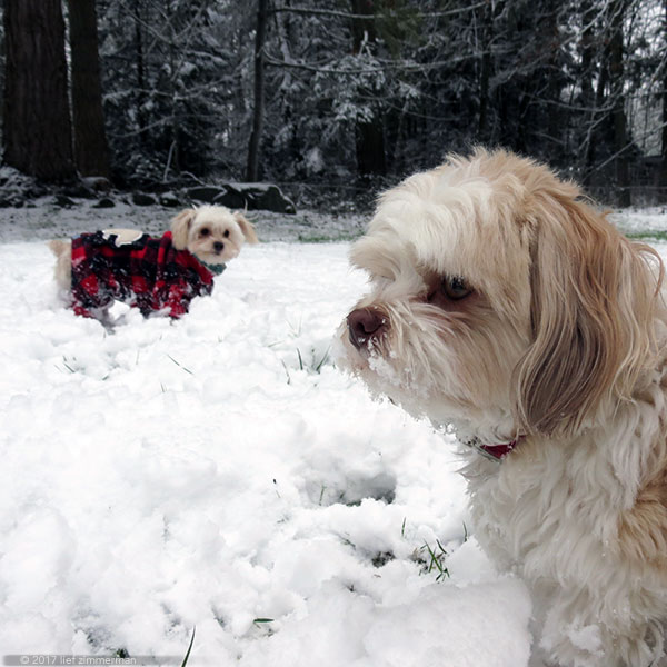 Christmas Morning 5" of snow