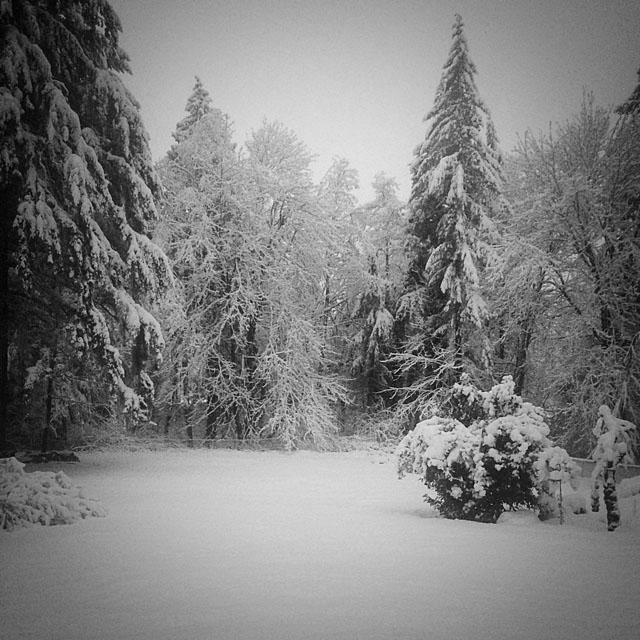 breaking branches in wonderland.