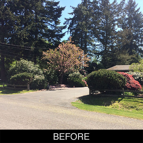 Shrub Removal Before
