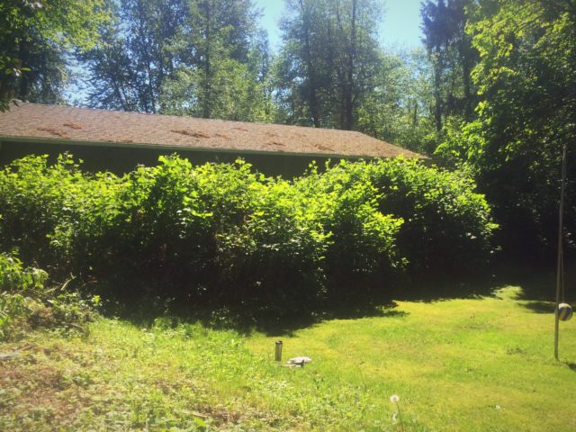 They might have tasted good in september