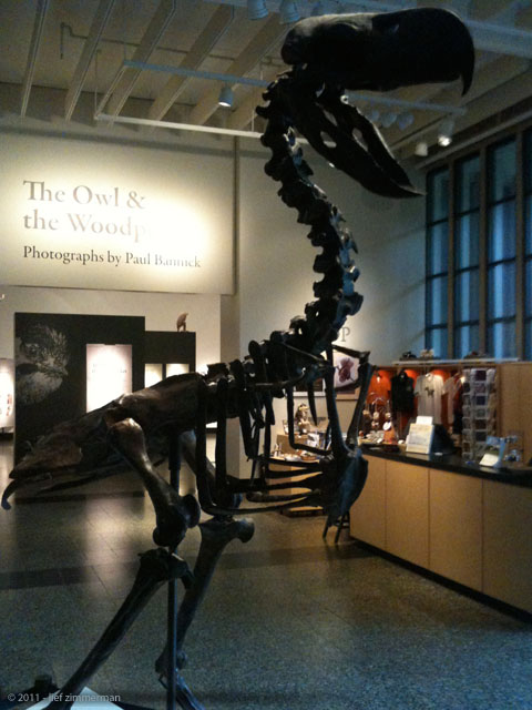 Not your average Toucan